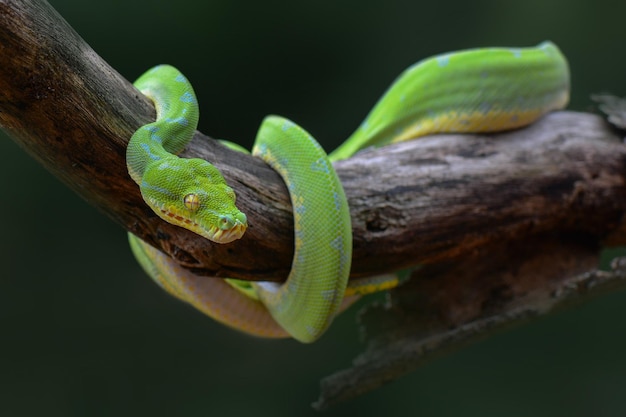 phython verde no galho