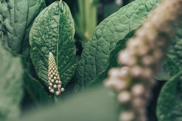 Phytolacca americana durante el período de brote