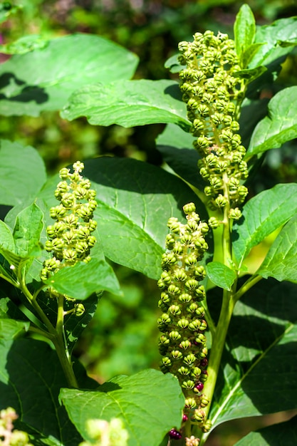 Phytolacca (conhecido como pokeweeds, pokebush, pokeberry, pokeroot ou poke sallet) bagas e folhagem verdes