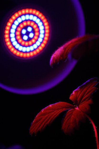 El phytolamp LED se ilumina con luz roja de las hojas de las plantas. de cerca.