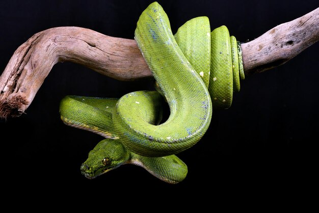 Phyton de árvore verde em fundo preto