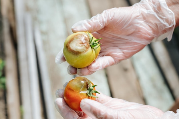 Phytophthora de verduras Doctor biólogo en guantes mostrando los tomates del tizón tardío de las enfermedades closeup