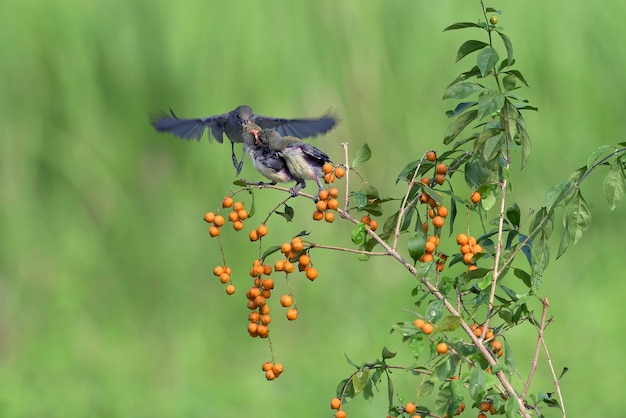 Pica-flor de cabeça escarlate fêmea traz comida para seus filhotes