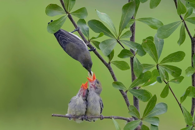 Pica-flor de cabeça escarlate fêmea traz comida para seus filhotes