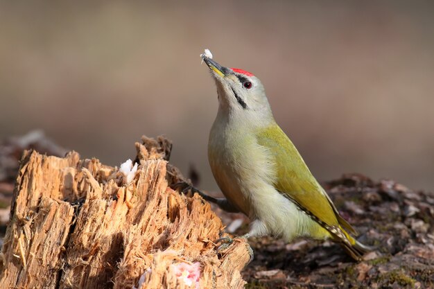 Pica-pau cinza macho com gordura no bico. luz morna da manhã e foto em perspectiva incomum.