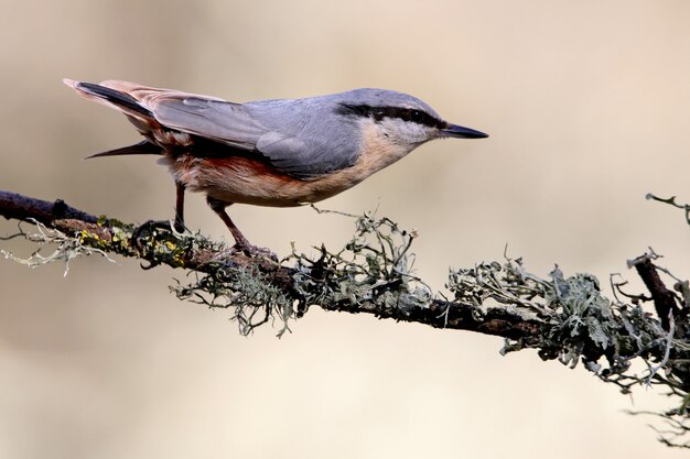 Pica-pau-cinzento da Eurásia, pássaros, pica-pau-cinzento, aves canoras, animais, Sitta europaea