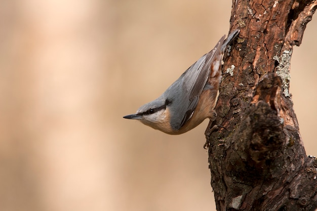 Pica-pau-cinzento da Eurásia, pássaros, pica-pau-cinzento, aves canoras, animais, Sitta europaea