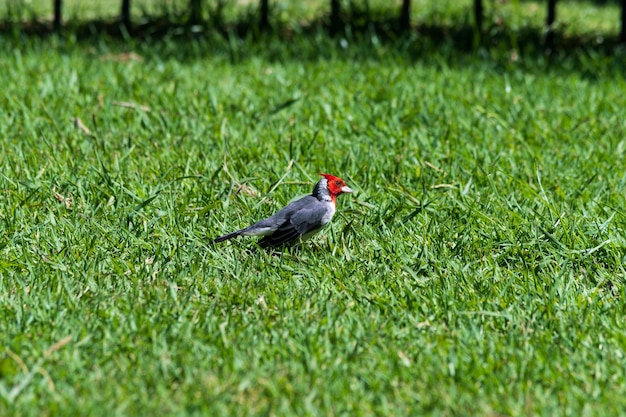 Pica-pau isolado empoleirado na grama