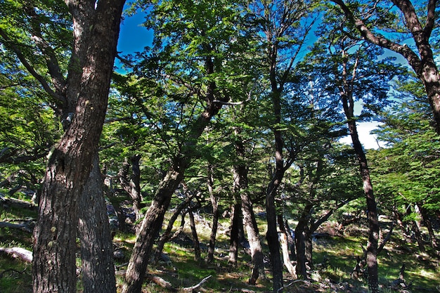 Pica-pau na floresta em Fitz Roy, Patagonia, Argentina