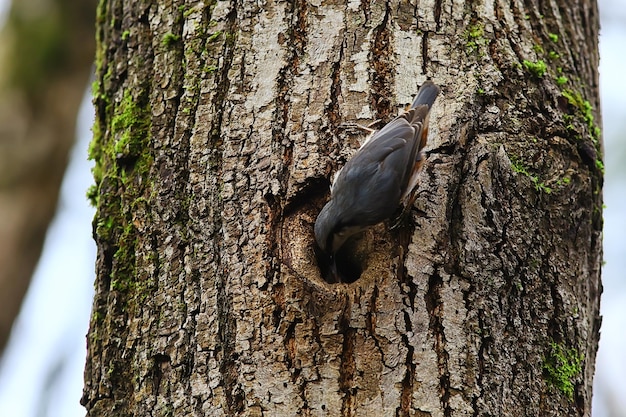 pica-pau no ninho oco de passarinho da floresta, primavera na natureza selvagem