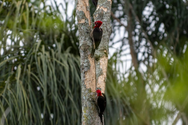 Pica-pau rei em atividade na árvore