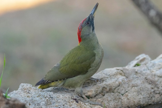 Pica-pau verde europeu (Picus viridis) Toledo, Espanha