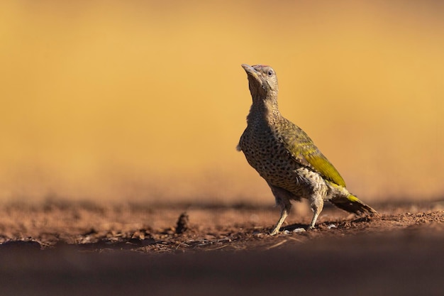 Pica-pau verde europeu (Picus viridis) Toledo, Espanha