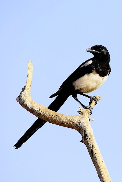 Pica pica - A pega comum é uma espécie de passeriforme da família Corvidae