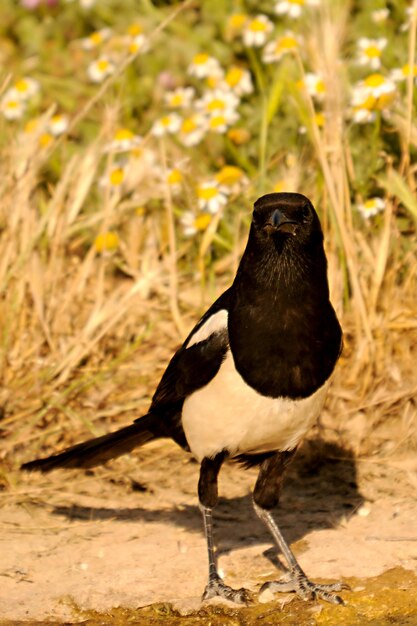 Pica pica - La urraca común es una especie de ave paseriforme de la familia Corvidae