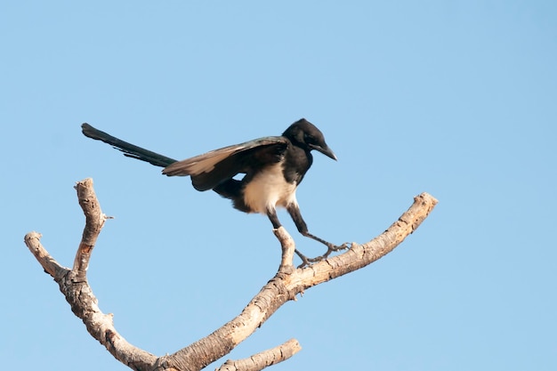 Pica pica - La urraca común es una especie de ave paseriforme de la familia Corvidae
