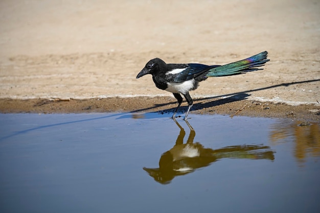 Pica pica la urraca común es una especie de ave paseriforme de la familia corvidae