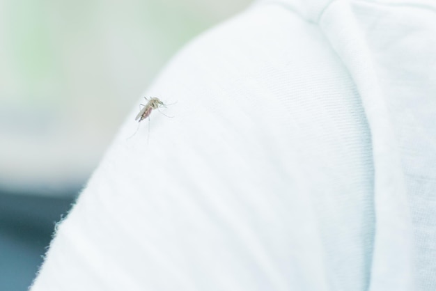 Picada de mosquito O mosquito senta-se em uma camiseta branca