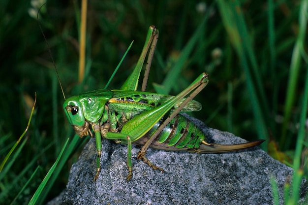 Picador de verrugas Decticus verrucivorus fêmea