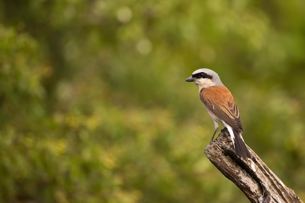 Picanão de costas vermelhas sentado em um galho na natureza de verão