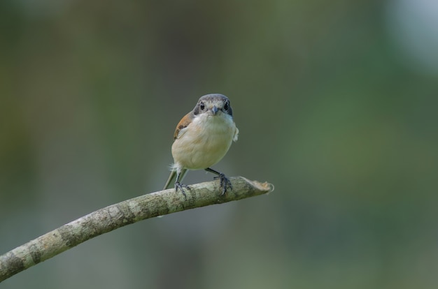 Picanço birmanês feminino empoleirar-se em um galho