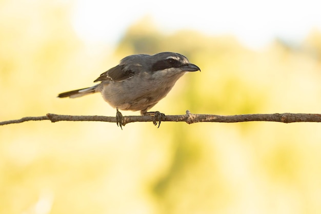 Picanço-cinzento do sul em um estalajadeiro de seu território com a primeira luz do amanhecer