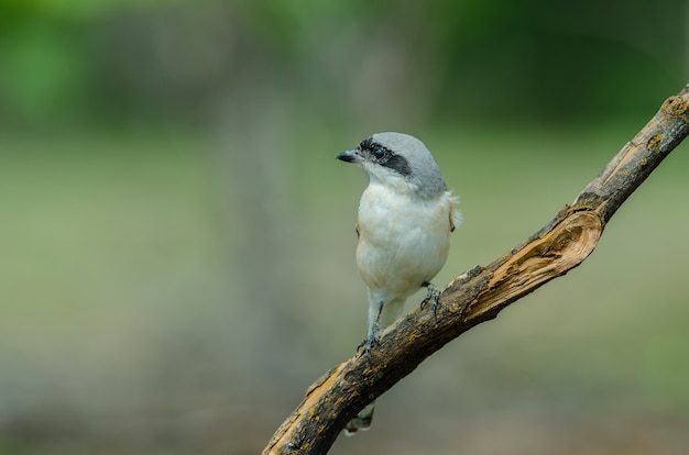 Foto picanço-de-dorso-baía empoleirar-se em um galho