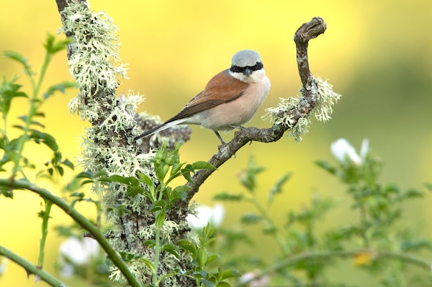 Picanço-de-dorso-vermelho-macho adulto em seu território de reprodução com a primeira luz do amanhecer