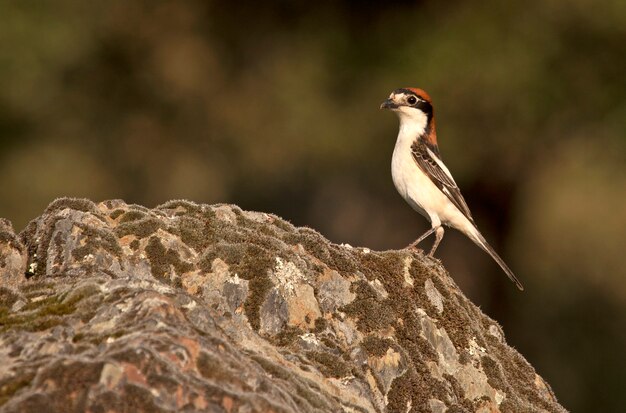 Foto picanço de woodchat com as últimas luzes do pôr do sol