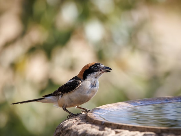 Picanço Woodchat (senador Lanius).