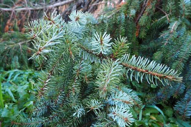 Picea abeto un género de árboles de hoja perenne de coníferas en la familia de los pinos Pinaceae Bosque de coníferas en Karelia Ramas y agujas de abeto El problema de la ecología, la deforestación y el cambio climático