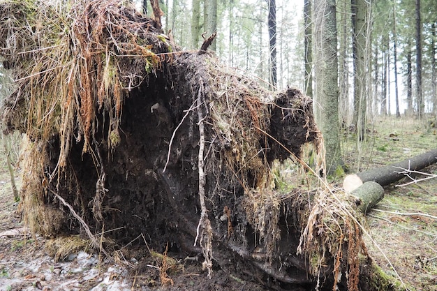 Foto picea abies abeto norueguês ou abeto europeu abeto é uma grande árvore de coníferas sempre verde de crescimento rápido abeto caído com raízes furacões causam danos máximos a abetos velhos floresta de abetos moribundos