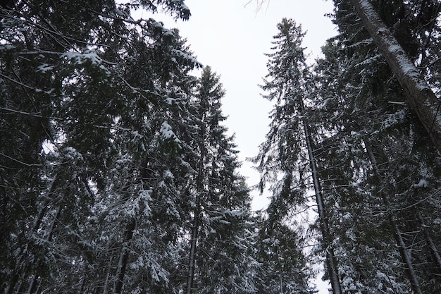 Foto picea abies é uma árvore de coníferas perenes da família pináceas. árvores perenes.