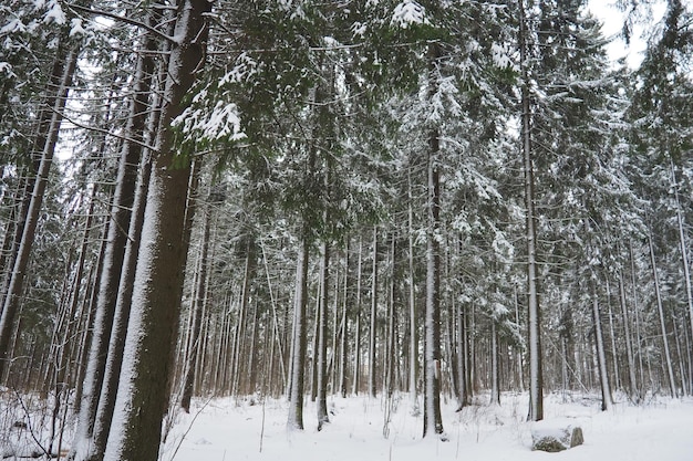 Foto picea abies é uma árvore de coníferas perenes da família pináceas. árvores perenes.