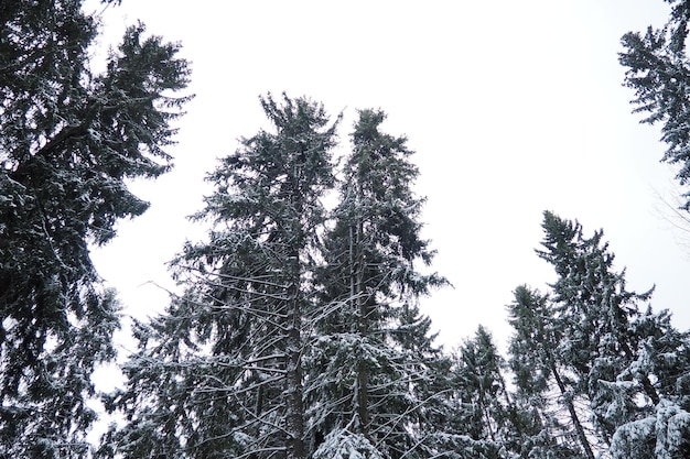 Foto picea abies é uma árvore de coníferas perenes da família pináceas. árvores perenes.