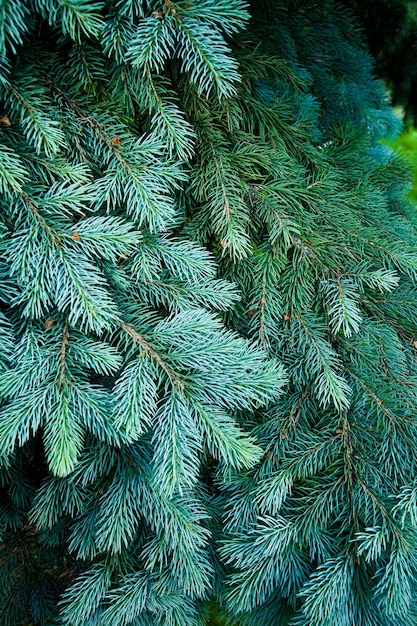 Picea azul detallexA