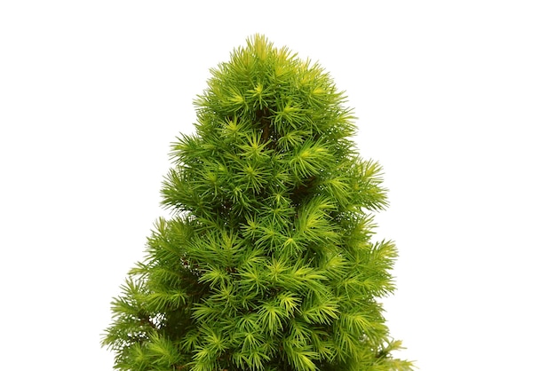 Picea canadiense Picea glauca Conica rama aislada sobre fondo blanco Árbol de coníferas abeto siempre verde Árbol de Navidad Año Nuevo Vista plana superior