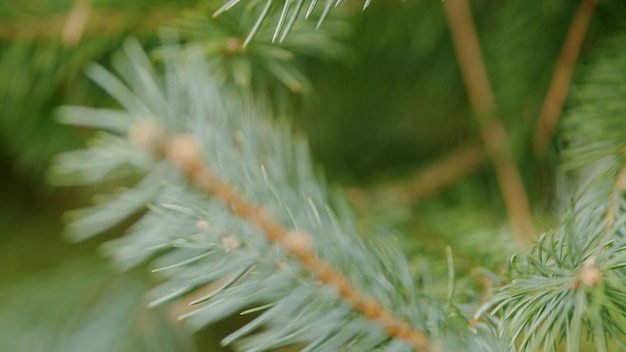 Foto picea pungens espécie árvore de natal fofinha folhas jovens de tiro com tampas em foco de rack de primavera