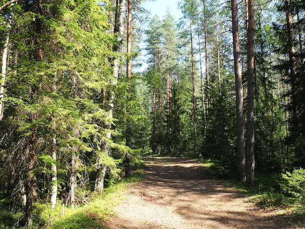 Picea spruce um gênero de árvores coníferas perenes da família dos pinheiros Pinaceae Floresta de coníferas em Karelia Spruce ramos e agulhas O problema do desmatamento ecológico e mudanças climáticas