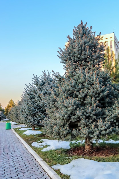 Piceas azules en el parque Fila de hermosos árboles coníferos en el parque de la ciudad