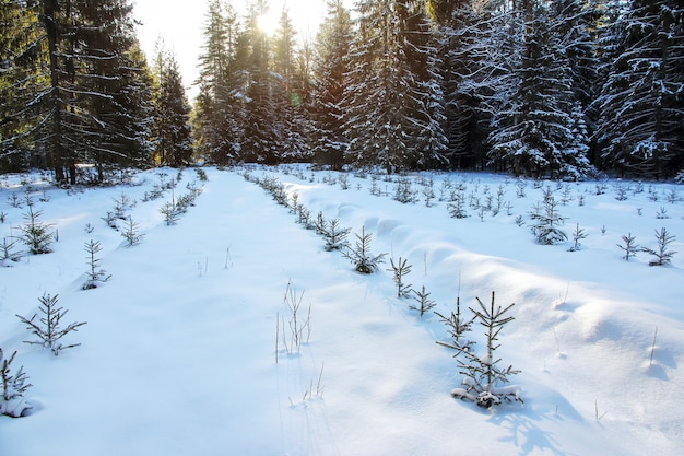 Piceas de plántulas en fila en la nieve en el bosque de invierno