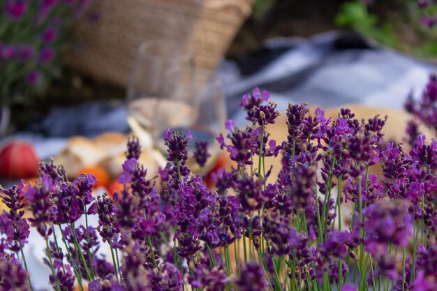 Picnic en un campo de lavanda descanso en la naturaleza vino bayas de frutas enfoque selectivo