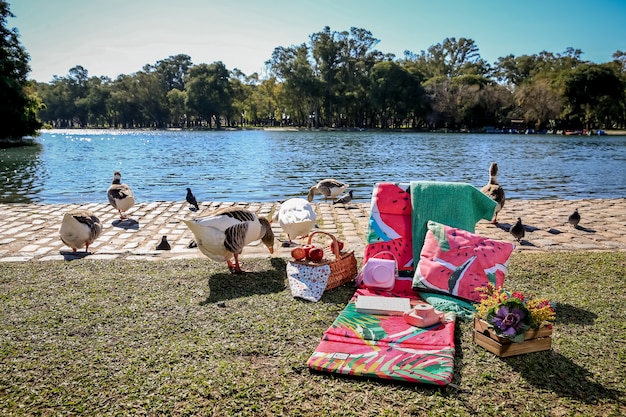 Picnic en el parque con gansos salvajes y lago