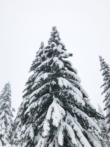 Pico de abeto cubierto de nieve