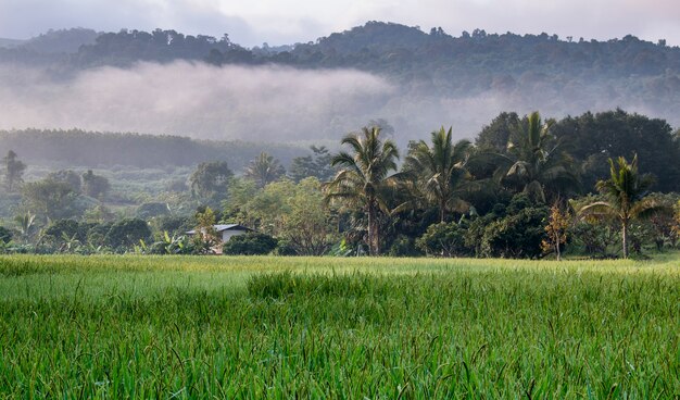 pico de arroz en el campo de arroz en otoño