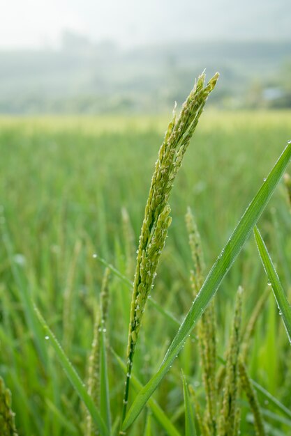 pico de arroz en el campo de arroz en otoño