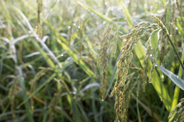 pico de arroz en el campo de arroz en otoño