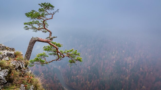 Pico brumoso de Sokolica en las montañas de Pieniny al amanecer en Polonia