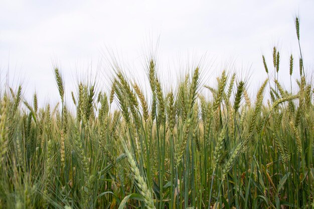 Foto pico de campo de grano de trigo en primer plano con imagen del cielo azul