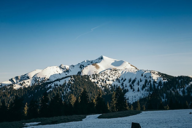 Pico coberto de neve e prado na primavera da floresta de coníferas das montanhas